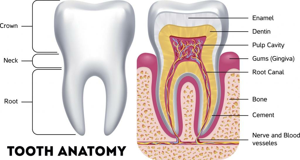 A tooth anatomy chart